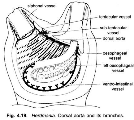 Dorsal Aorta and its Branches
