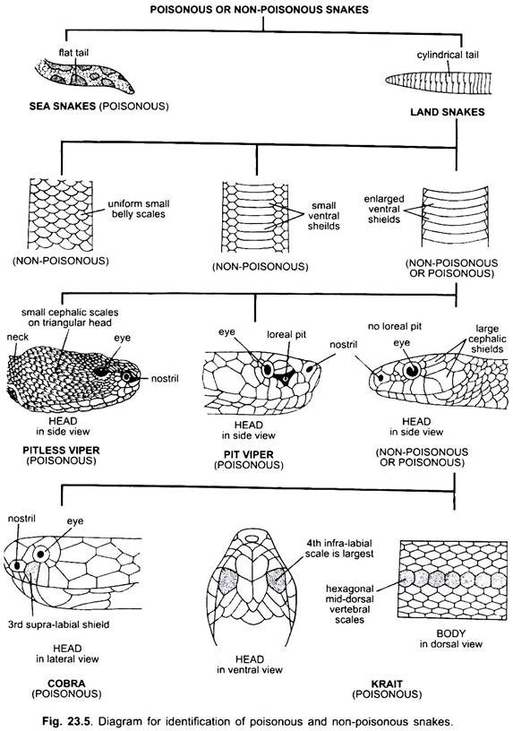 identification of poisonous and nonpoisonous snakes