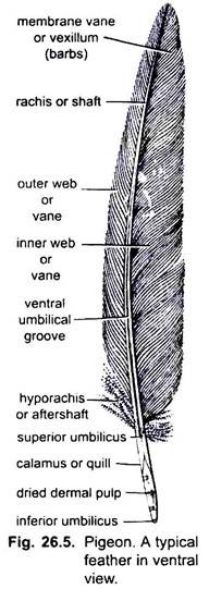 Typical Feather in Ventral View