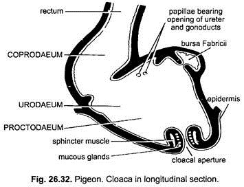 Cloaca in Longitudinal Section