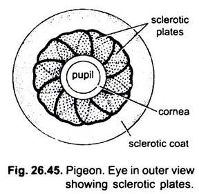 Eye in Outer View Showing Sclerotic Plates