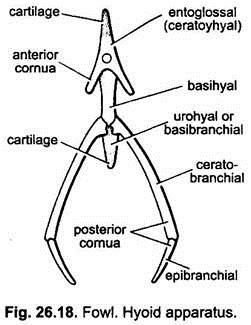 Hyoid Apparatus