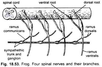 Four Spinal Nerves and their Branches