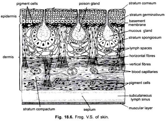 V.S. of Skin