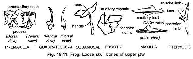 Loose Skull Bones of Upper Jaw