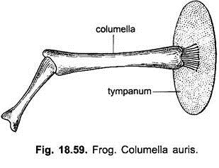 Columella Auris