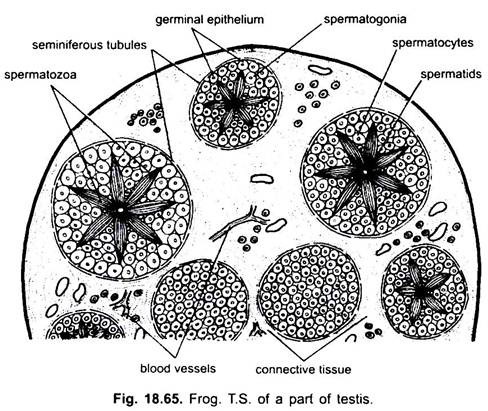 T.S. of a Part of Testis