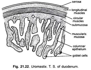 T.S. of Duodenum