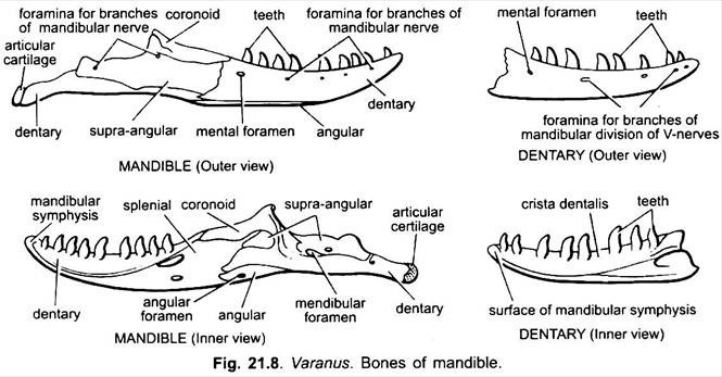 Bones of Mandible