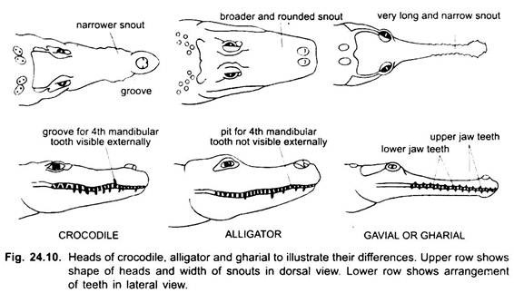 Head of Crocodile, Alligator and Gavial or Gharial