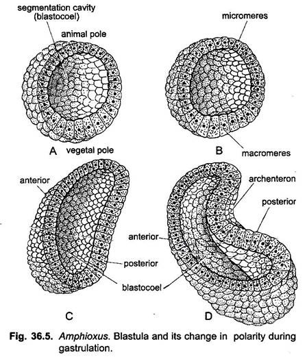 Blastula and its Change in Polarity during Gastrulation