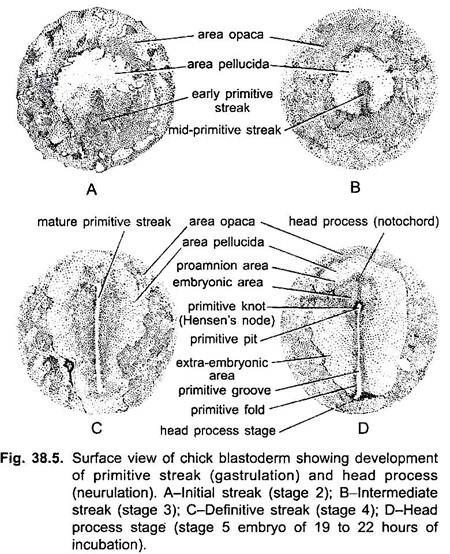 Surface View of Chick Blastoderm