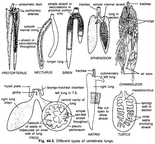 Different Types of Vertebrate Lungs