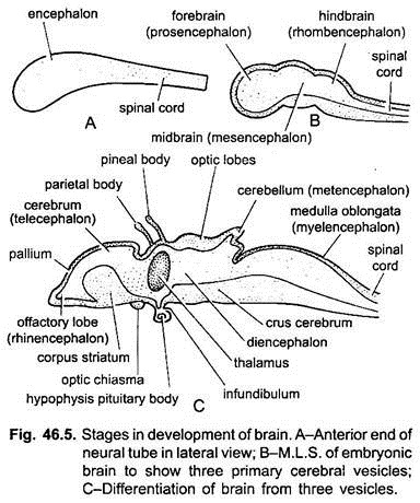 Stages in Development of Brain