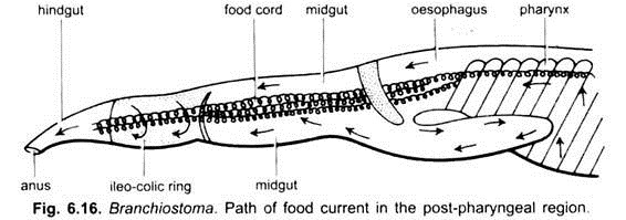 Path of Food Current in the Post-Pharyngeal Region