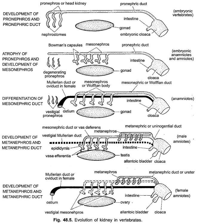 Evolution of Kidney in Vertebrates