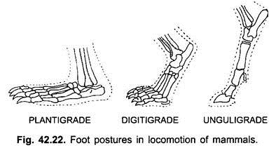 Foot Postures in Locomotion of Mammals