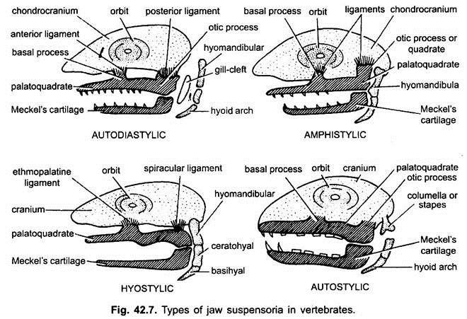 Types of Jaw Suspensoria in Vertebrates
