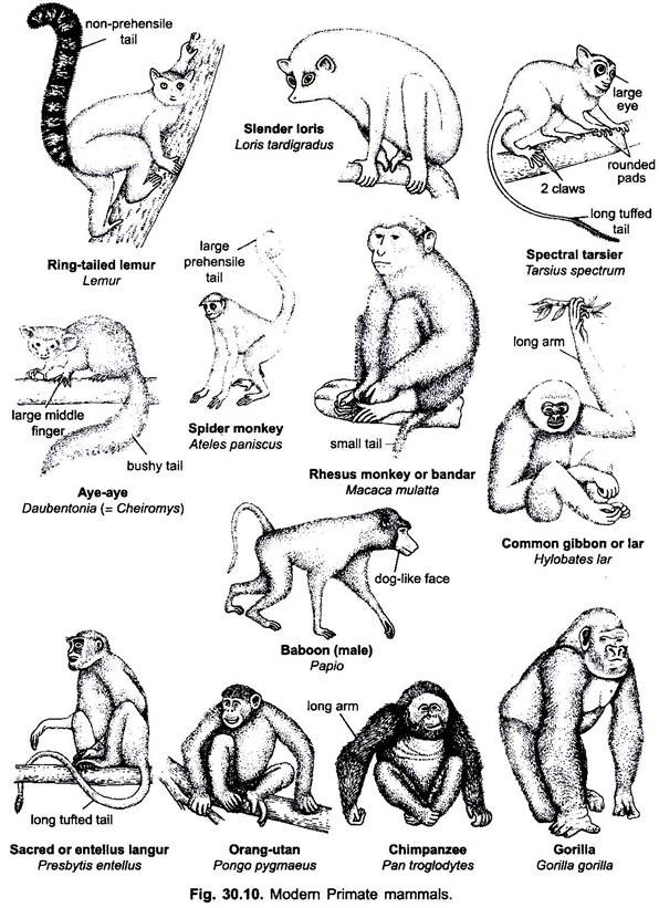 Modern Primate Mammals