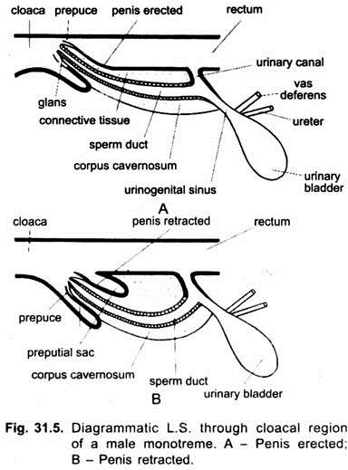 Diagrammatic L.S. through Cloacal Region