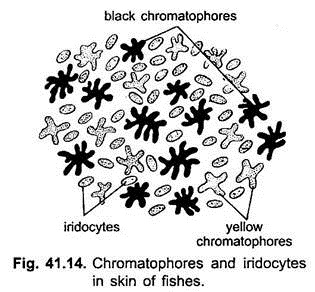 Chromatophores and Iridocytes in Skin of Fishes