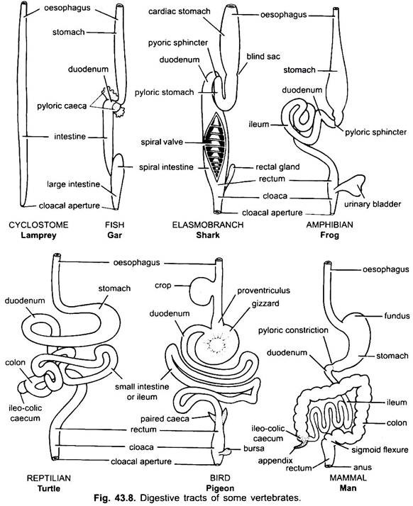 Digestive Tracts of Some Vertebrates