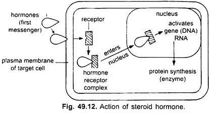 Action of Steroid Hormone