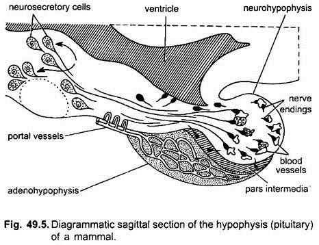 Sagittal Section of the Hypophysis of a Mammal