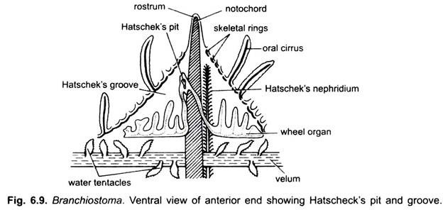 Ventral View of Anterior End