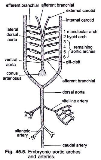 Embryonic Aortic Arches and Arteries