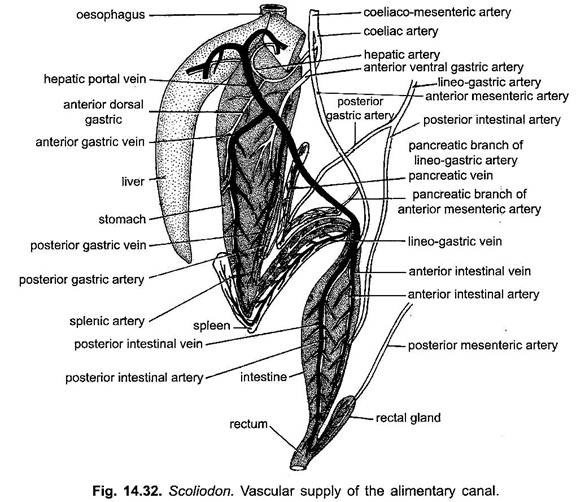 Vascular Supply of the Alimentary Canal