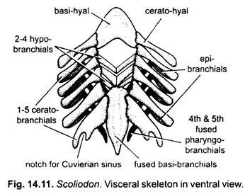 Visceral Skeleton in Ventral View