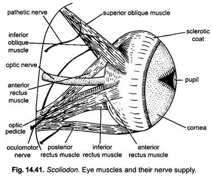 Eye Muscles and their Nerve Supply