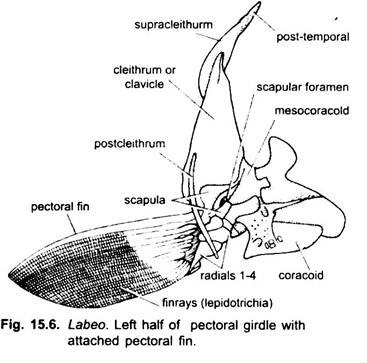 Left Half of Pectoral Girdle with Attached Pectoral Fin