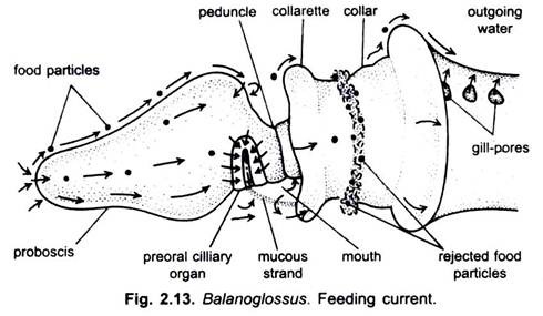 Feeding Current