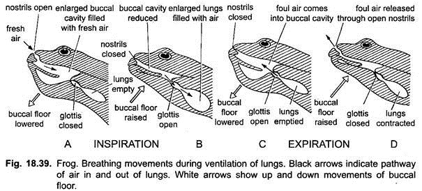 Breathing Movements during Ventilation of Lungs
