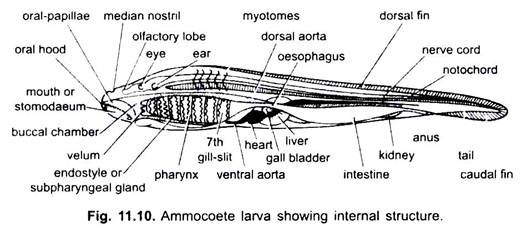 Ammocoete Larva Showing Internal Structure