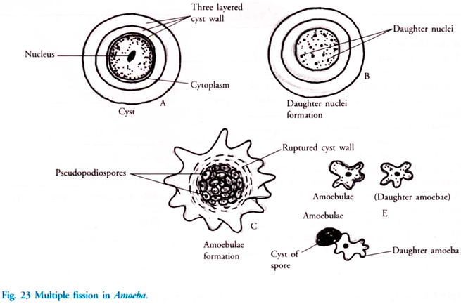 Multiple Fission in Amoeba
