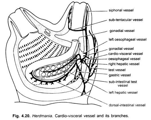 Circulatory System of Herdmania (With Diagram) | Chordata | Zoology