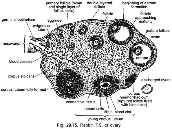 T.S. of Ovary