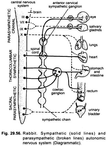 Sympathetic and Parasympathetic Autonomic Nervous System