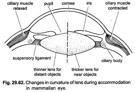 Changes in Curvature of Lens during Accomodation in Mammalian Eye