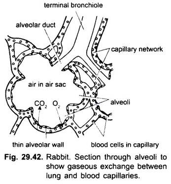 Section through Alveoli to Show Gaseous Exchange between Lung and Blood Capillaries
