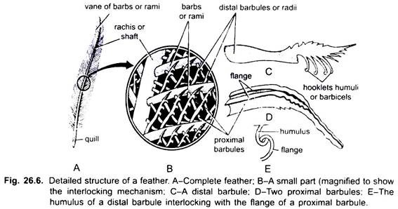 Detailed Structure of a Feather