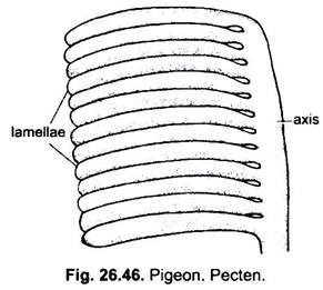 Pecten