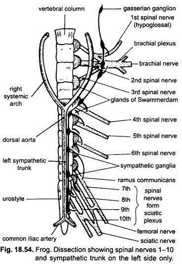 Dissection Showing Spinal Nerves 1-10 and Sympathetic Trunk