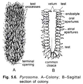 Pyrosoma