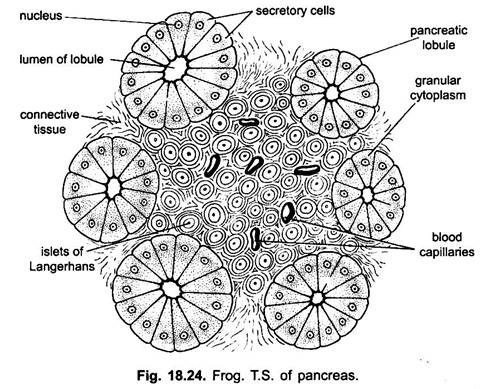 Frog: T.S. of Pancreas