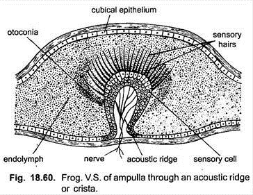 V.S. of Ampulla through an Acoustic Ridge or Crista
