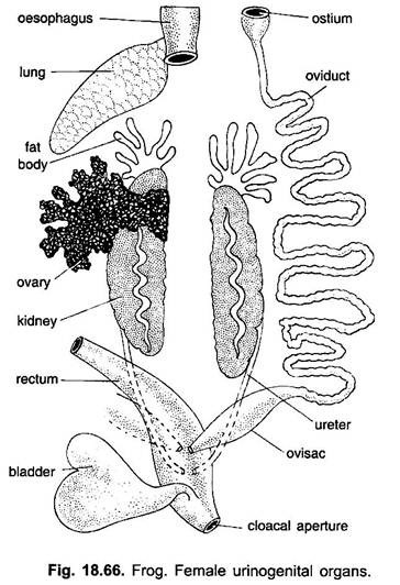 Female Urinogenital Organs